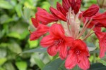 シャクナゲ‘バルカン’		Rhododendron‘Vulcan’	 4～5月
